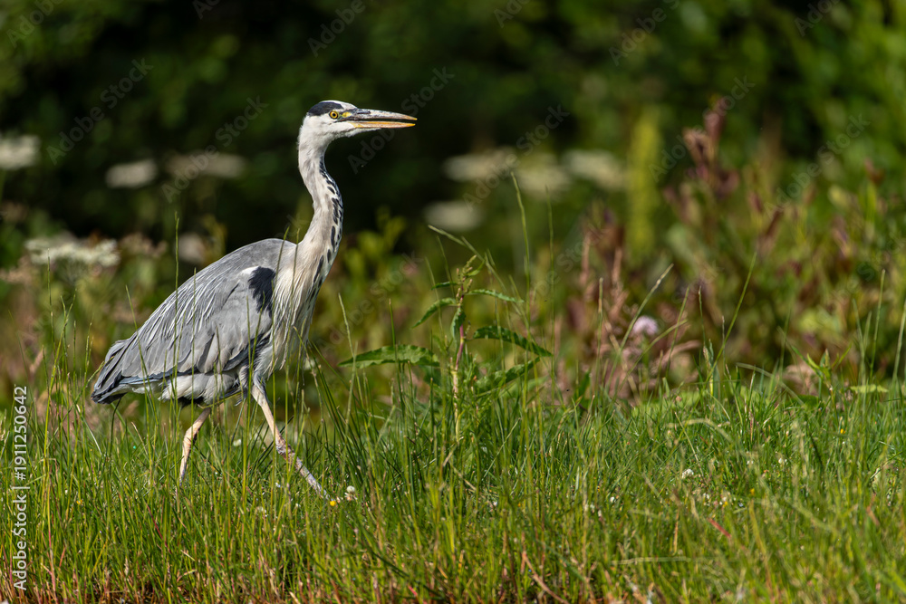 Fototapeta premium Grey heron (Ardea cinerea) walking along grassy wetland shoreline