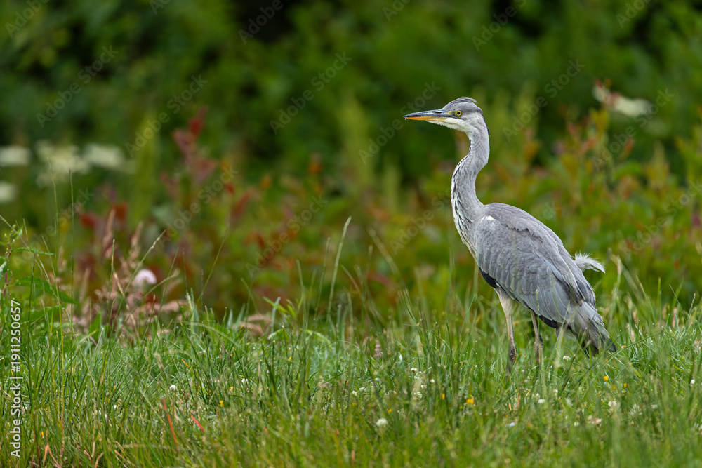 Fototapeta premium Grey heron (Ardea cinerea) walking along grassy wetland shoreline
