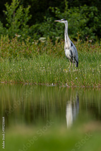 Grey heron (Ardea cinerea) walking along grassy wetland shoreline