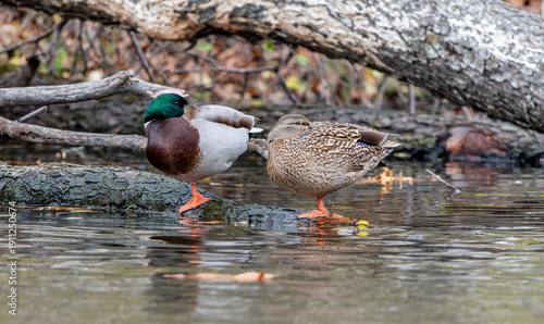 Fotografie ducks sleeping on a branch