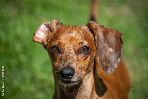 Foto Duke The Dachshund
