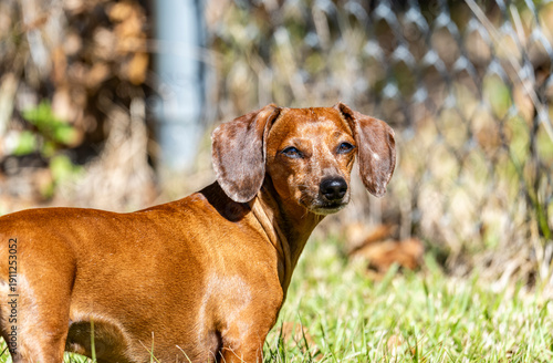 Duke The Dachshund 