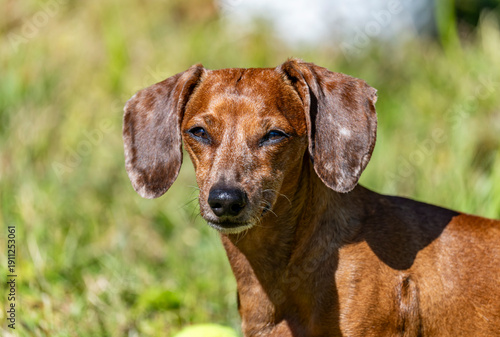 Duke The Dachshund 