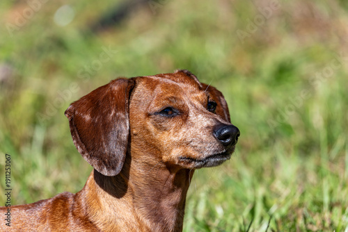 Duke The Dachshund 