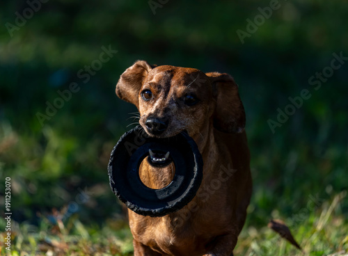 Duke The Dachshund 