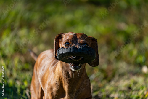 Duke The Dachshund 