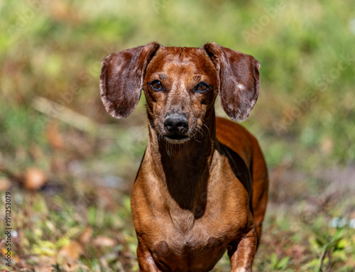 Duke The Dachshund 