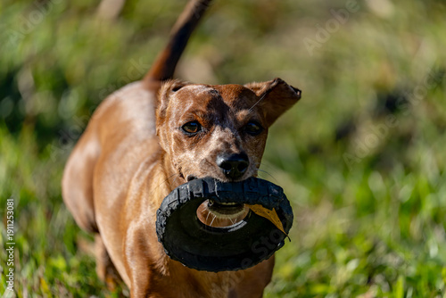 Duke The Dachshund 