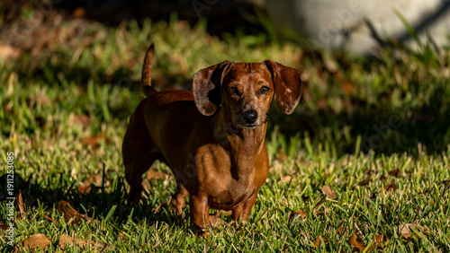 Duke The Dachshund 