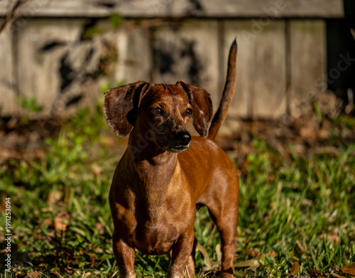 Duke The Dachshund 