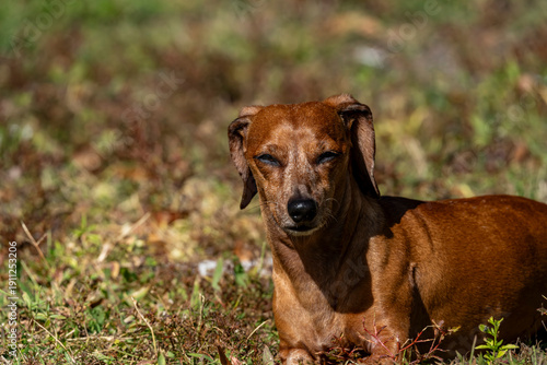 Duke The Dachshund 