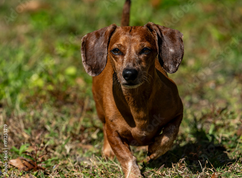Duke The Dachshund 