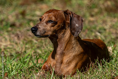 Duke The Dachshund 