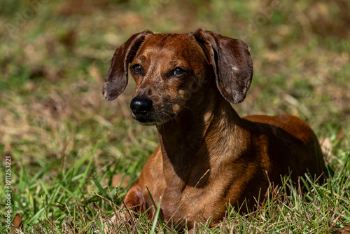 Duke The Dachshund 