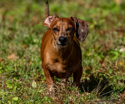 Duke The Dachshund 