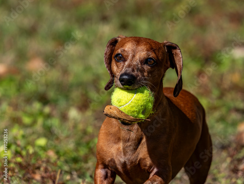 Duke The Dachshund 