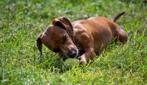 Duke The Dachshund 