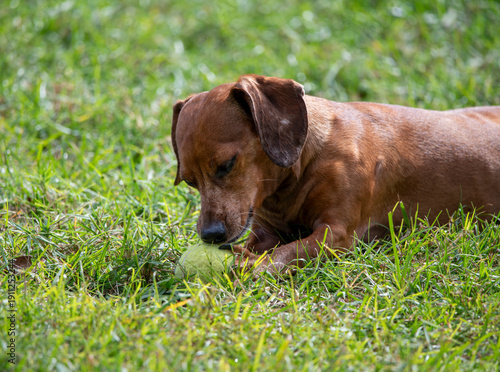 Duke The Dachshund 