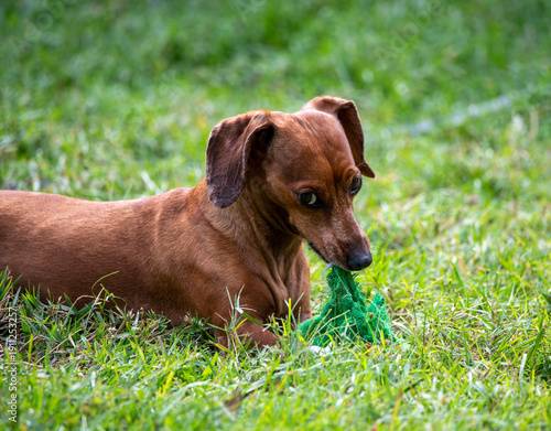 Duke The Dachshund 