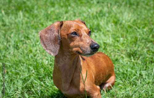 Duke The Dachshund 