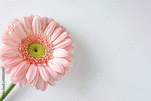 Pink gerbera daisy close-up pastel flower white background banner copy space