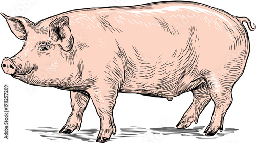Detailed hand-drawn illustration of a standing domestic pig. Vintage engraving style farm animal, hog, or swine mammal artwork.