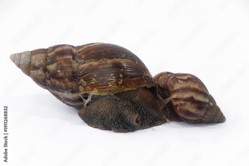 Obraz premium Close-up of Achatinidae land snails on white background, showing their textured brown shells and slimy bodies in detail. 