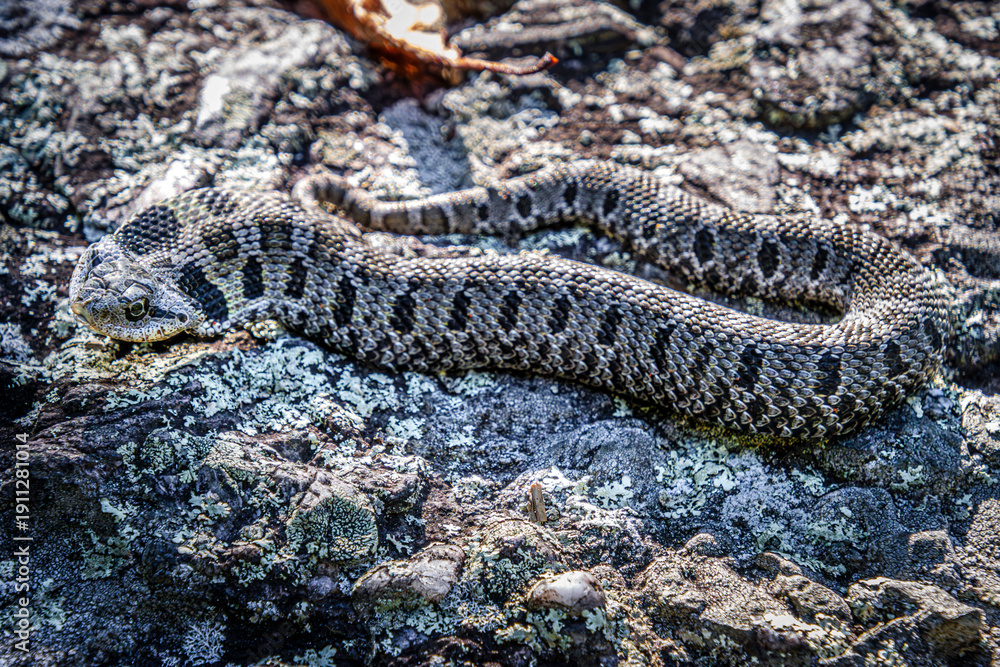 Fototapeta premium eastern hognose snake Heterodon platirhinos in the rocks close-up