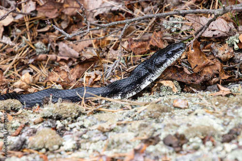 black rat snake close-up in the wilting grass