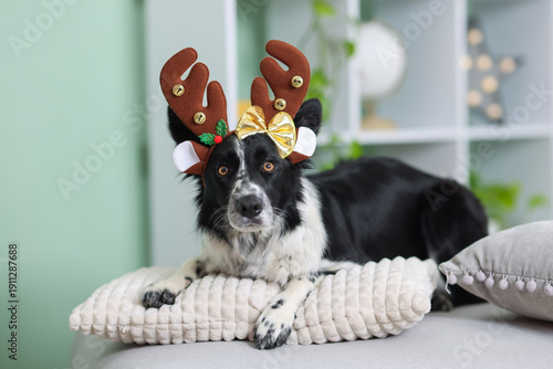 Φωτογραφία Cute Border Collie dog in Christmas headband lying on pillow indoors