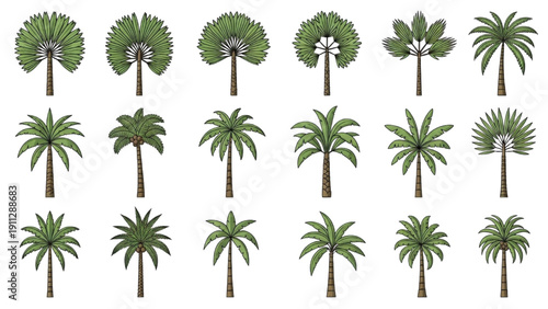 Collection of various palm trees in different shapes and sizes for design