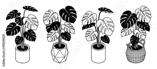 Monstera deliciosa houseplants in isometric pots and basket, stylized outline vector illustration