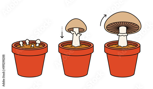 Mushroom growing and opening cap in a terracotta pot shown in three stages vector illustration