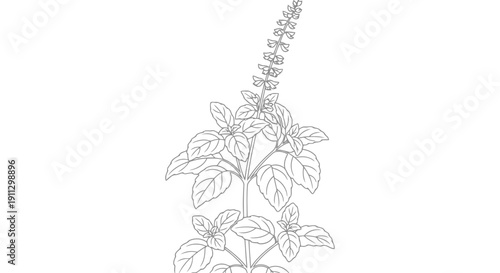 Detailed black and white illustration of a plant with leaves and a long inflorescence.