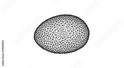 A detailed illustration of a textured oval shape on a white background.