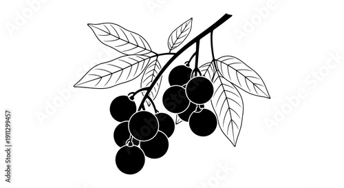 A simple black and white illustration of a cluster of berries on a branch with leaves