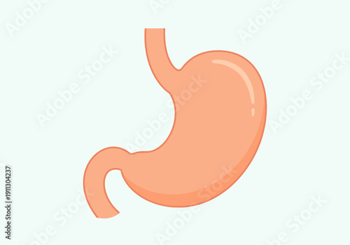 Anatomical illustration of the human stomach organ.