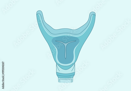 Anatomical illustration of the human larynx and trachea.