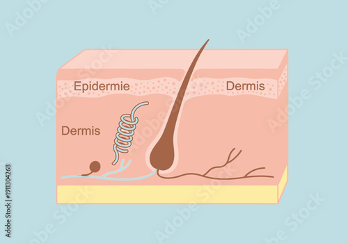 Cross section of human skin showing epidermis dermis and hair follicle.