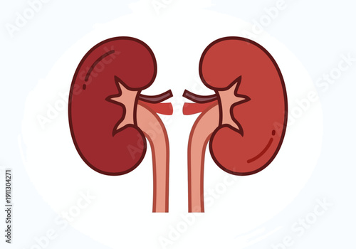 Human Kidneys Anatomy Medical Illustration.