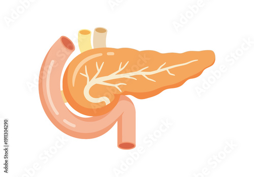 Illustration of the human pancreas and duodenum anatomy.