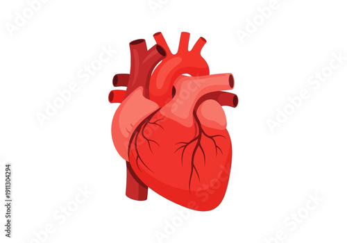 Anatomical illustration of a human heart with detailed arteries and veins.