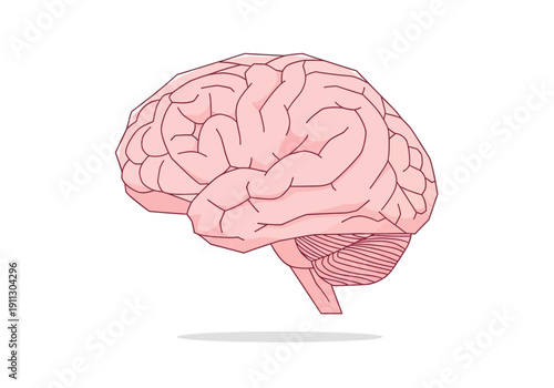 Illustration of the Human Brain with Cerebellum and Brainstem.