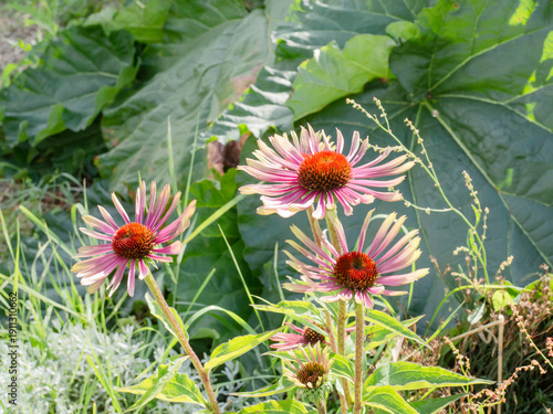 Echinacea Green Twister blooming in a garden, close up, green leaves on a background