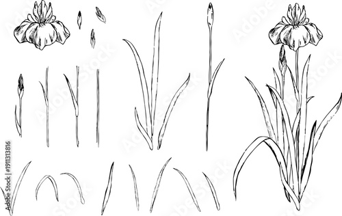 ペンで描いた菖蒲のパーツイラスト