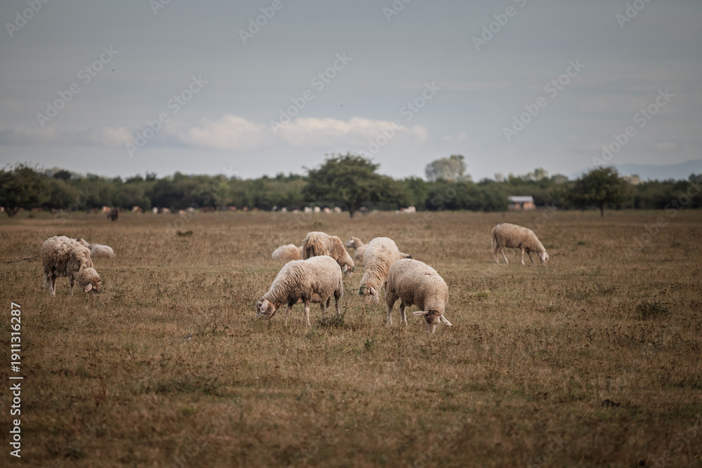 Fototapeta premium Sheep grazing on open pasture in Zasavica, Vojvodina, northern Serbia. Rural livestock scene showing a flock feeding on dry grassland, illustrating traditional sheep farming and local agriculture.
