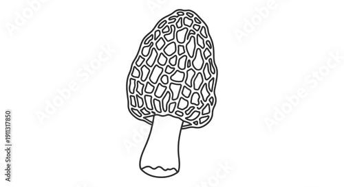 A simple line drawing of a morel mushroom with a honeycombed cap and a white stem.