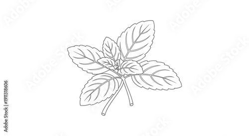 A simple black and white line drawing of a plant with leaves.