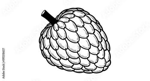 A simple black and white illustration of a pinecone with detailed scales and stem.