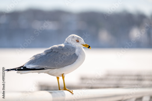 Ring-billed Gull perched on a metal railing in winter